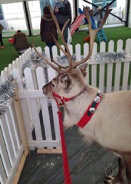 Reindeer Hire  Woodland Walk Garden Centre