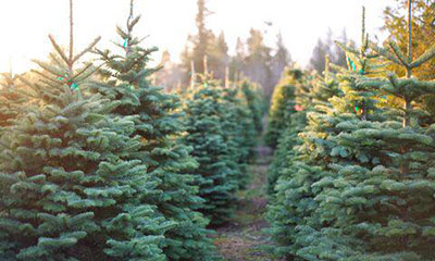 Christmas Trees