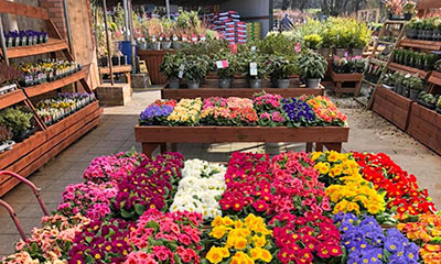 Bedding Plants