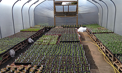 Home Grown Summer Bedding Plants