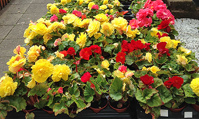 Non Stop Begonias