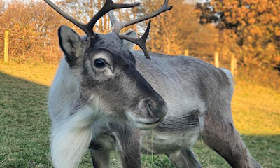 Reindeer