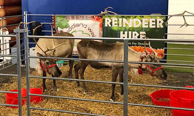 Reindeer