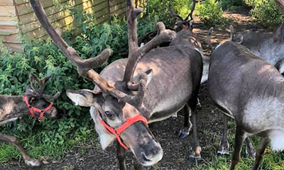 Reindeer