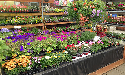 Summer Bedding Plants