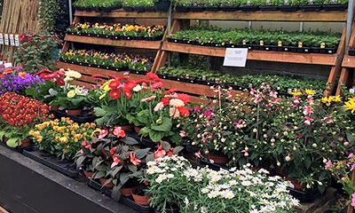 Summer Bedding Plants