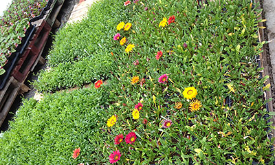 Summer Bedding Plants