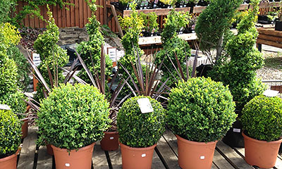 Topiary Buxus